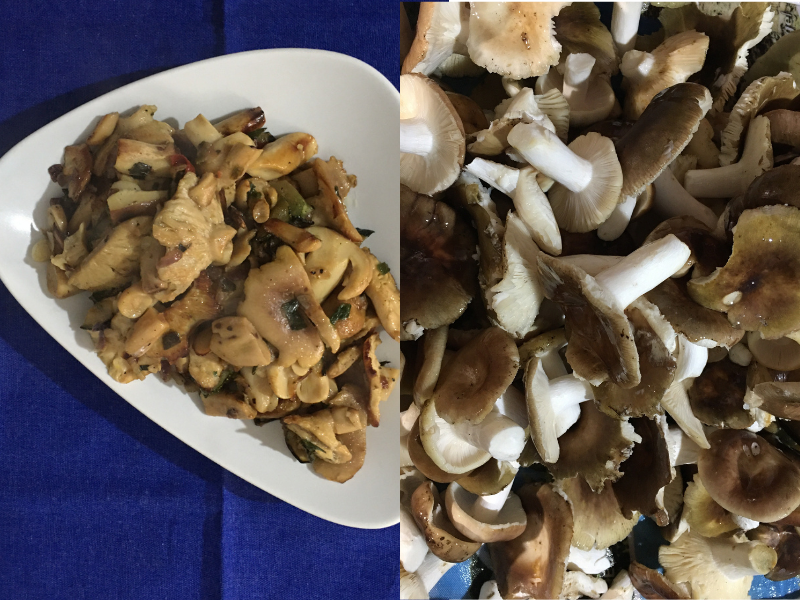 Wild mushrooms in a pan